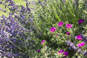 In 2015 Yorkshire in Bloom judges said “ High Royds Memorial Garden is a real gem. The raised beds around the entrance looked impressive packed with nectar-rich herbaceous perennials”. They went on to say it was capable of further development and in 2016 with the help of a grant from Tesco’s “Bag of Help” appeal and willing volunteers further work has been carried out in the garden and adjoining wood.